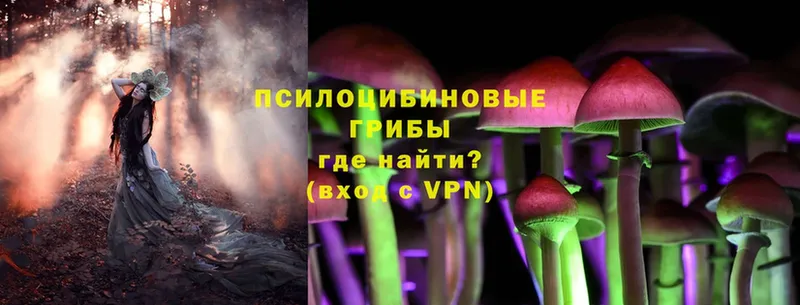 Псилоцибиновые грибы Cubensis  Муравленко 